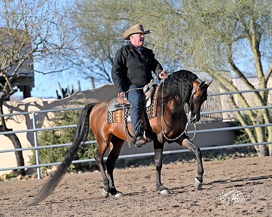 2023 Scottsdale Arabian Horse Show